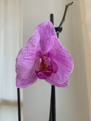 orchidea rosa di camiiviscontii