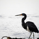 Tricolor Heron