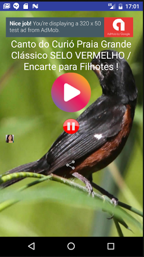 Canto do Curió Praia Grande