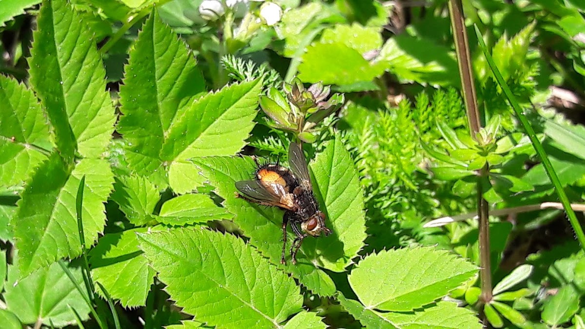 Tachina fera