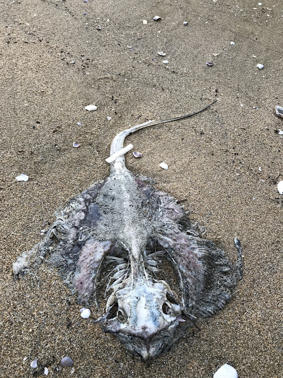 アテンザの雨・撥水・海岸・なんだこれは！？に関するカスタム事例の投稿画像2枚目