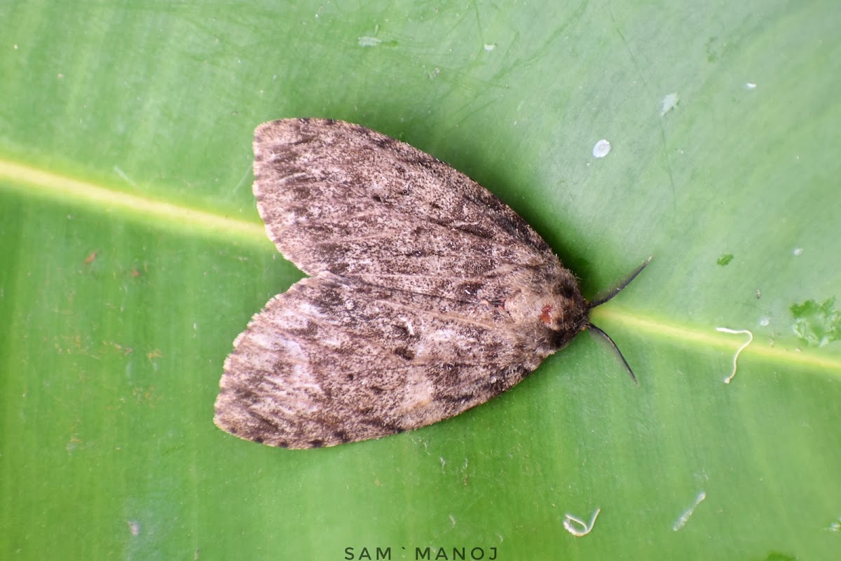 Tussock Moth