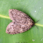 Tussock Moth