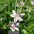 Wood anemone