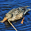 Northern Shoveler (female)