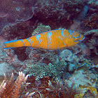 Blue-Barred Parrotfish