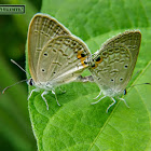 Plains Cupid, Cycad blue