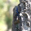 Spiny Lizard