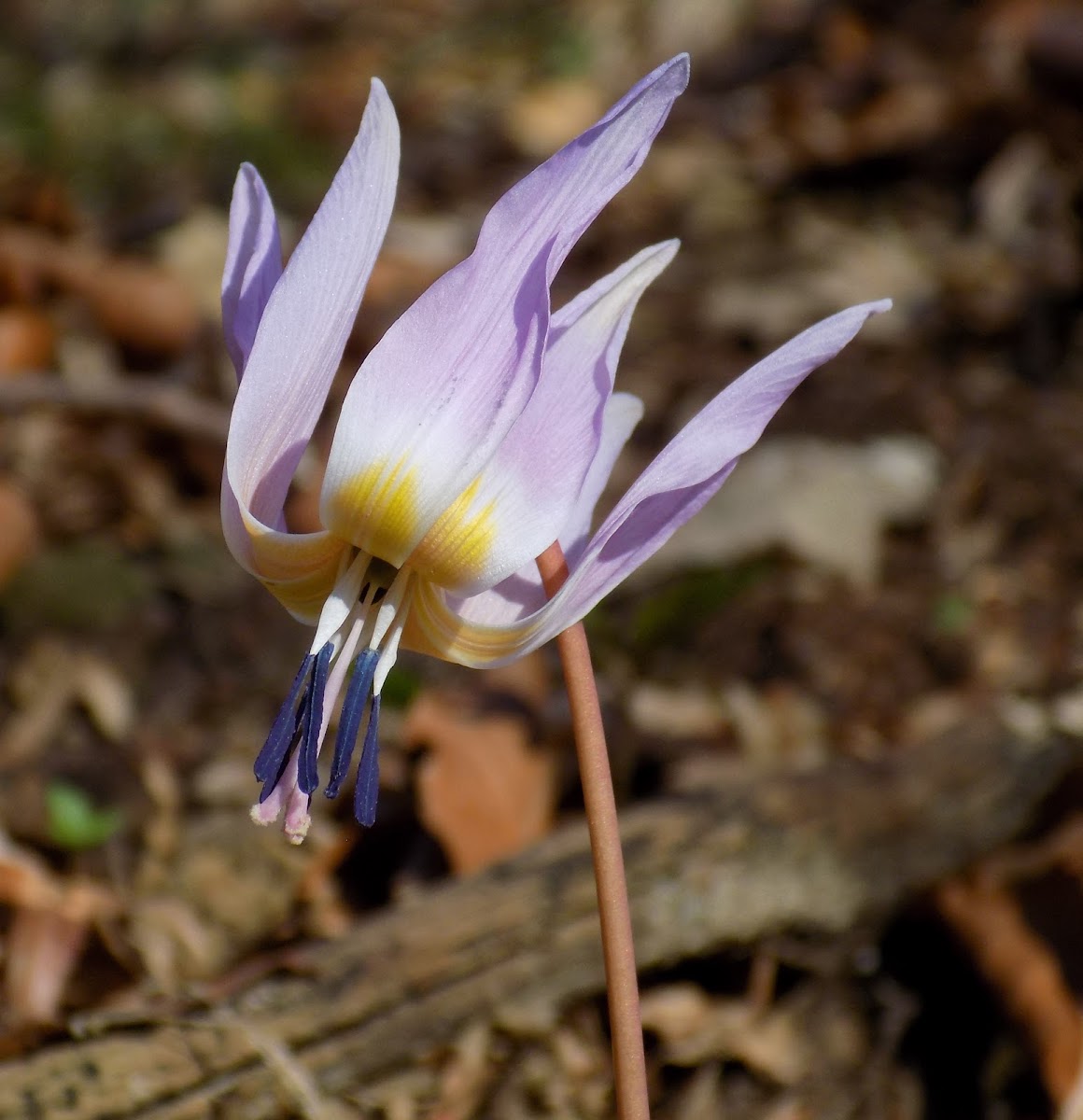 Dogtooth violet