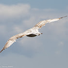 Juvenile Gull