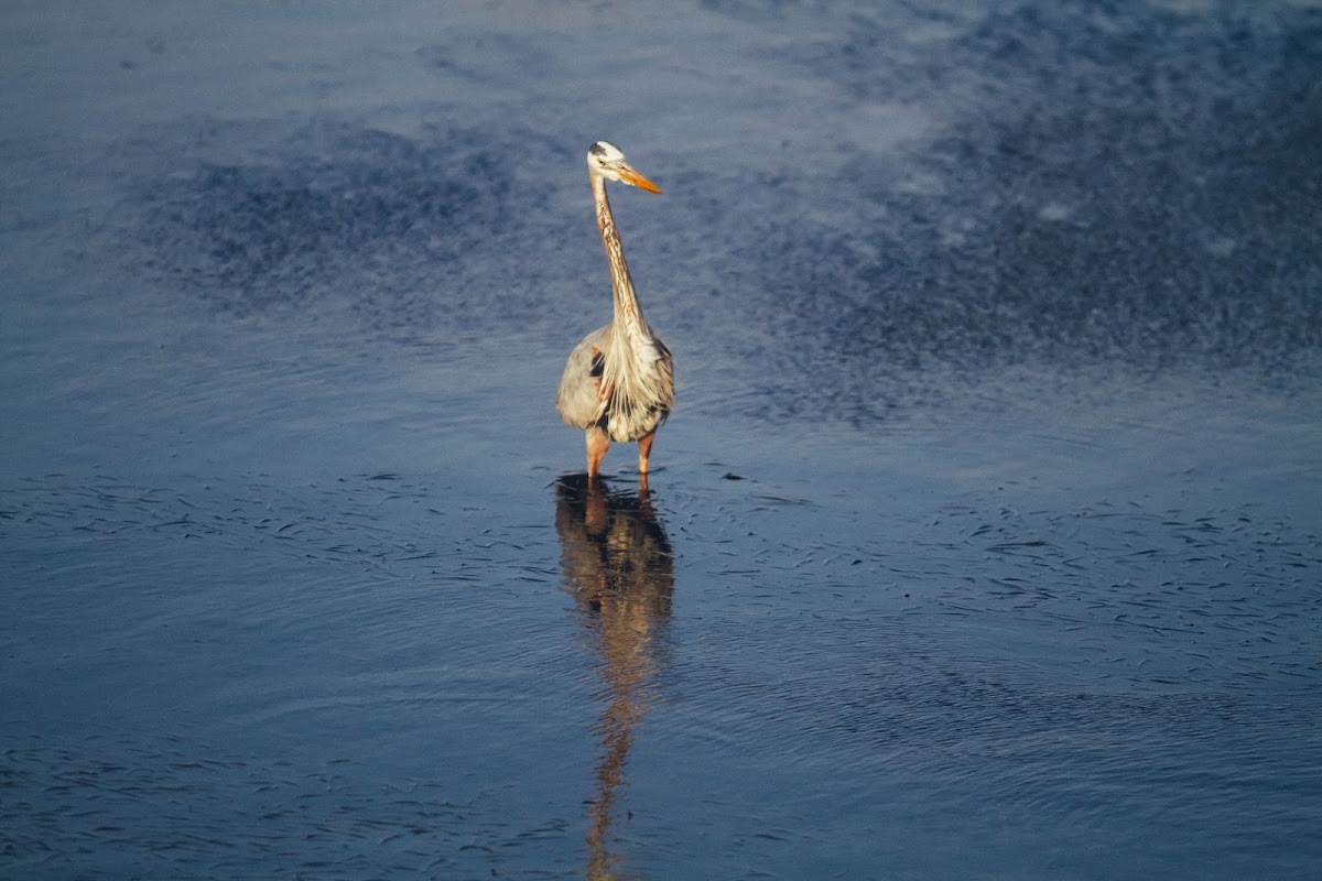 Great blue heron