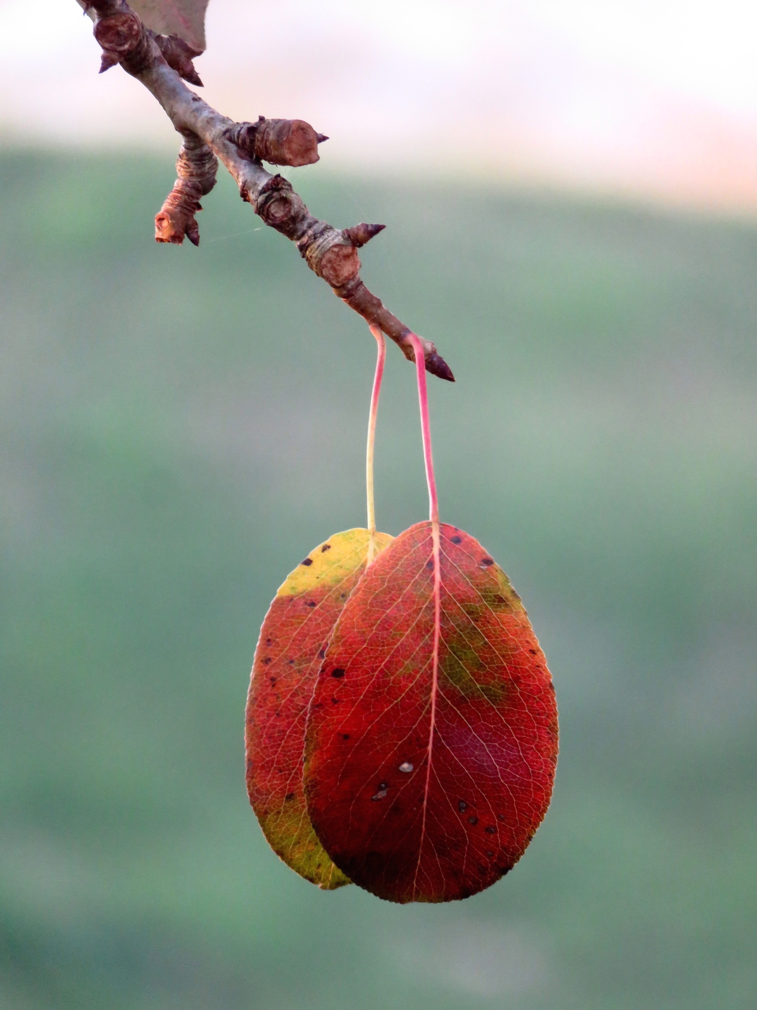 orecchini d'autunno di mariellaturlon