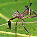 Leaf-footed Bug