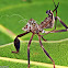 Leaf-footed Bug