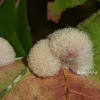 Woolly Oak Gall