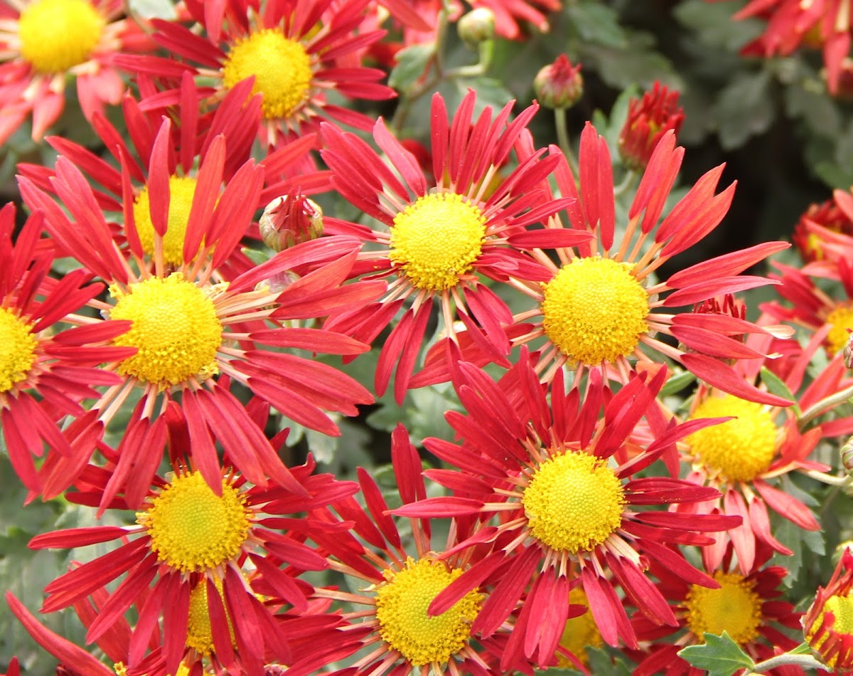 Chrysanth