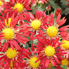 Chrysanth