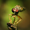 Robberfly