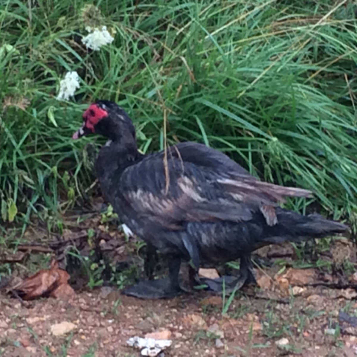 Muscovy Duck (domesticated)