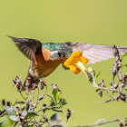 White-throated Mountain Gem (female)