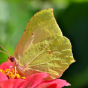 Yellow butterfly