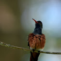 Cinnamon Hummingbird