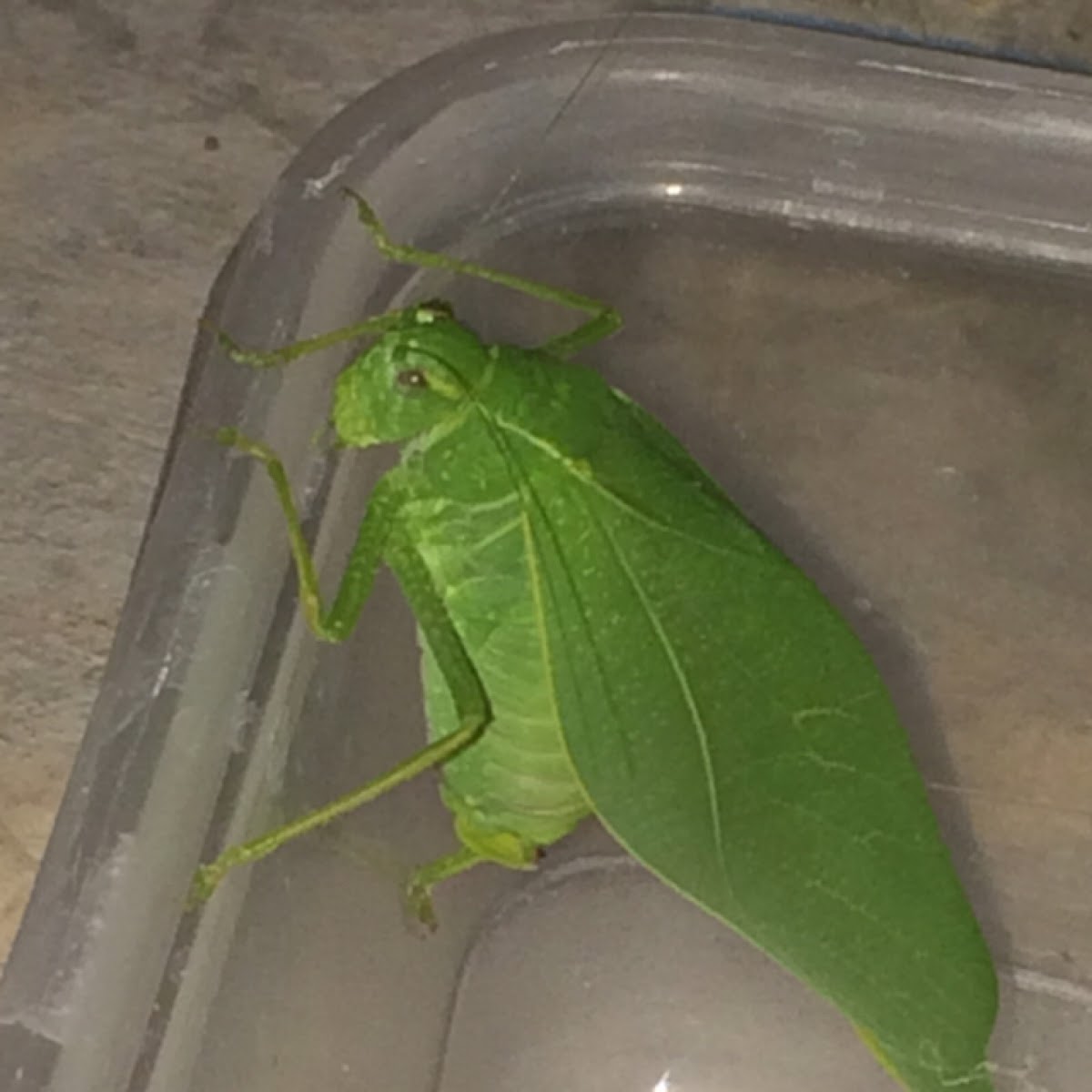 Katydid