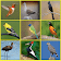 South American Birds icon