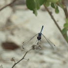 Blue skimmer