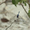 Blue skimmer