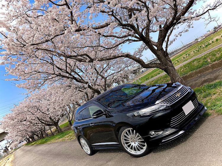 ハリアーの桜と愛車・桜とコラボ・田舎の風景・富山県・高岡市に関するカスタム事例の投稿画像1枚目