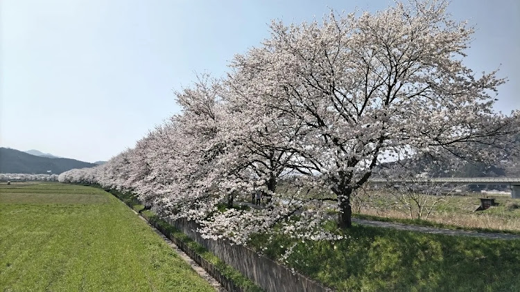 TUBESTさんが投稿した花見・ワンコと一緒・桜・パラグライダー・お蕎麦に関するカスタム事例の投稿画像4枚目