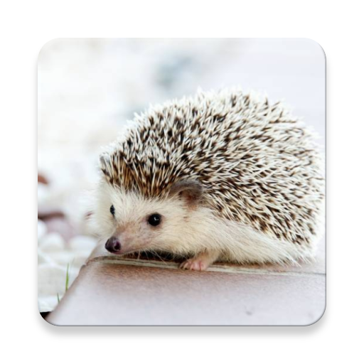 動物図鑑 Programme Op Google Play