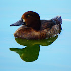 Tufted Duck ♀️