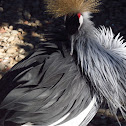 Grey Crowned Crane