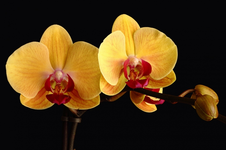 Phalaenopsis di Damiano