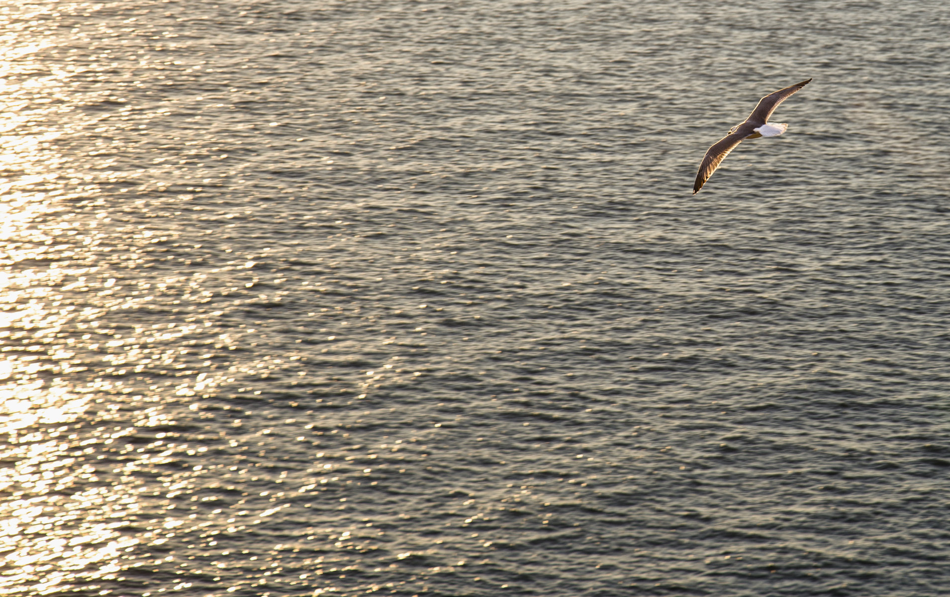 In volo di ene91