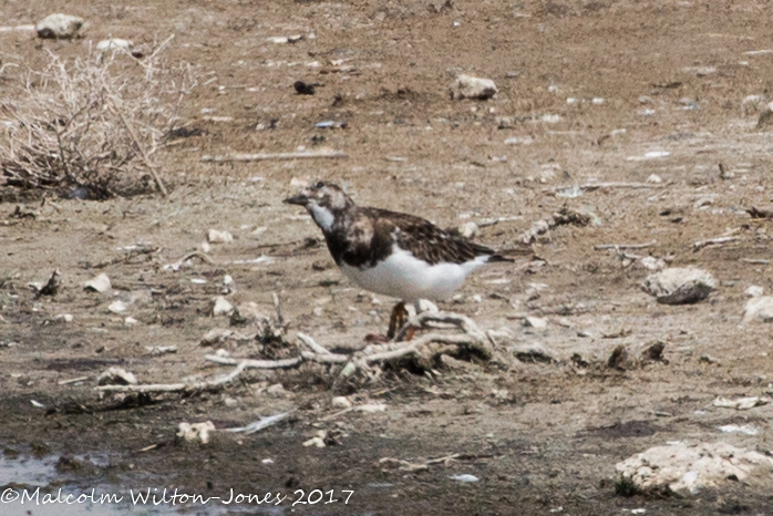 Turnstone; Vuelvepiedras