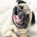 Pugs Wallpapers HD