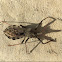 Wheel bug