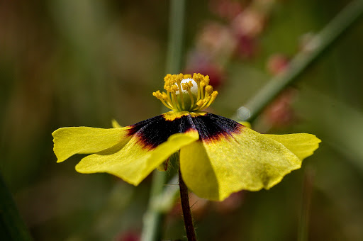 Xolantha Tuberaria guttata