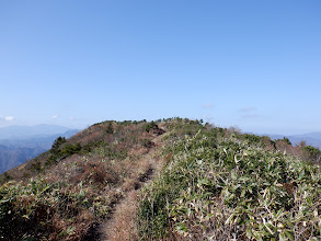 山頂に高い木は無い