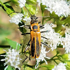 Goldenrod soldier beetle (mating)