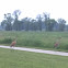 Sandhill Crane