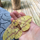 Imperial moth