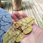 Imperial moth