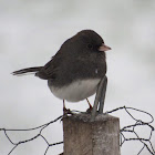 Dark-eyed junco