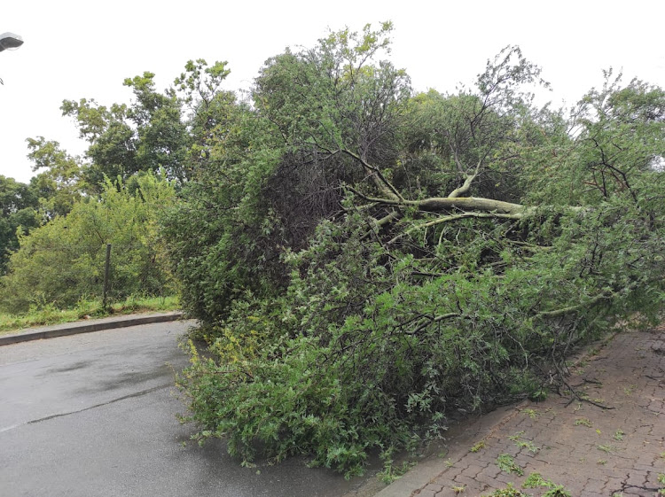 A tree blocking Platina Bridge in Jukskei Park was removed by community police forum members who arrived with chain saws.