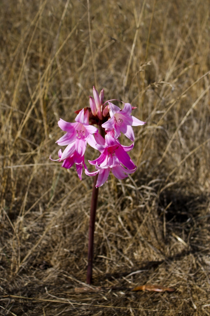 Solitario di soleverde