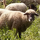 Sheep on grassland Chrome extension download